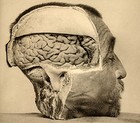 Picture for song 'Brain' by artist 'sleepybb'