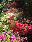 Picture for song 'IT'S SPRING' by artist 'Stan Loh'