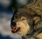 Picture for song 'FREESTILE' by artist 'SUSPENCE Tha 1NONLY'