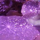 Picture for song 'Purple Rain ***NEW*** T-34 Productions' by artist 'T-34 Productions'