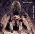 Picture for song 'Termite Echoes' by artist 'Tantric Triage'
