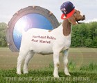 Picture for song 'Your Body Is A Wonderland (graveyard remix)' by artist 'The Boer Goat Portal Shine'