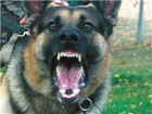Picture for song 'The Dogs of War' by artist 'The Inverted Goates'