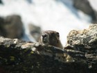 Picture for song 'Under Cover' by artist 'The Marmot Band'