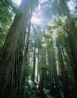 Picture for song 'The Bendable E.P. (Forest Mix)' by artist 'The Middle Agent'