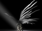 Picture for song 'Fallen Angel (demo)' by artist 'The Mushroom Man'