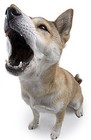 Picture for song 'CC-Bark At You' by artist 'The Official Bullet Beatz'