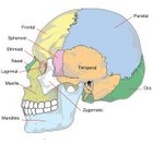 Picture for song 'You Do Me' by artist 'the Psycho Skeletons'