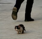 Picture for song 'hungry kitten dub' by artist 'Thierry Ennui'