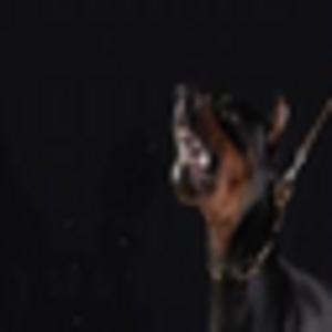 Picture for song 'BIG DOG (BUY 1 GET 4 FREE)' by artist 'THISNTHAT'