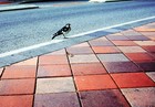 Picture for song 'Get Laughing Here Comes The Blues' by artist 'tichphillips'