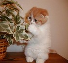 Picture for song 'Possibly Something II' by artist 'Tom Andersen'