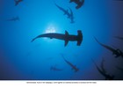 Picture for song 'Shark Water' by artist 'Tom Scollard'