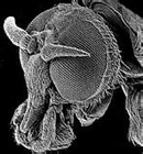 Picture for song 'Army of Flies' by artist 'Track1beats'