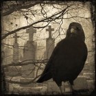 Picture for song 'Crows Nest' by artist 'Uncle E Productions'