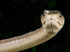 Picture for song 'snake in the grass IIi' by artist 'The Unpredictable Headband'
