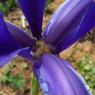 Picture for song 'Cold Spring Rain' by artist 'Viking Blues'