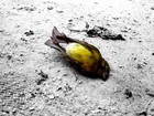 Picture for song 'The Dead Bird' by artist 'Viking Blues'