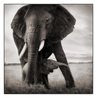Picture for song 'viX - Elephant' by artist 'viX (From Ai Vi Def 'Crew)'