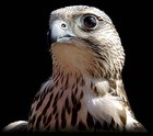 Picture for song 'Nighthawk' by artist 'Vlad (Germany)'