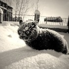 Picture for song 'summer snow' by artist 'wado production'