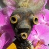Picture for song 'My Zombie (Voodoo Mix)' by artist 'Wayward Ape'
