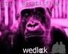 Picture for song 'Still Unsatisfied(Exogamy)' by artist 'wedlock'