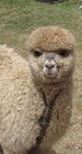 Picture for song 'friday' by artist 'West Coast Sloth'