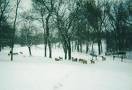 Picture for song ''SO COLD'' by artist 'WillyBiggsAKATeddyBowles'
