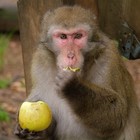 Picture for song 'What they mean' by artist 'Wolfini'