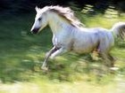 Picture for song 'On A Gray Flying Horse' by artist 'XAK'