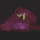 Song picture