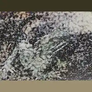 Picture for song 'Pummace' by artist 'Snakes On Meth'