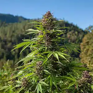 Picture for song 'Weed Garden (Instrumental)' by artist 'ChrisListerSounds'