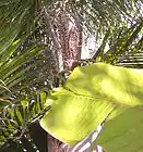 Picture for song 'Innocent Children (snippet)' by artist 'greenLeaf aka Alex Kim'