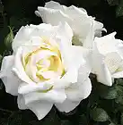 Picture for song 'The White Rose' by artist 'TAHIRA'