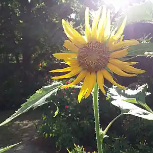 Picture for song 'Old Women' by artist 'Cevin Clay'