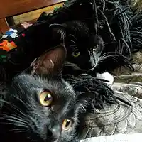 Picture for song 'Nothing Compares To Kitties' by artist 'Global Citizen'