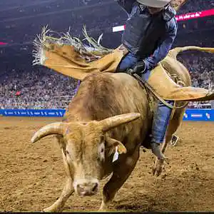 Picture for song 'Rodeo Ridin' by artist 'Septembz Beats'