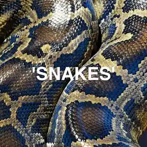 Picture for song 'SNAKES' by artist 'bigdaddyteacha'