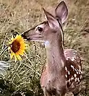 Picture for song 'Indha maan' by artist 'ART OF SOUND'