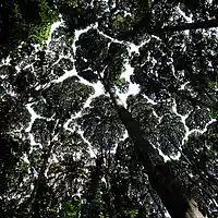 Picture for song 'Divine Moments Of Truth' by artist 'IllUSIONXXIII'