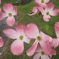 Picture for song 'Sunday On My Mind' by artist 'Leonard Scaper'