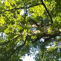 Picture for song 'Symphony No. 1, Mvt. 3' by artist 'Michael Fanning'