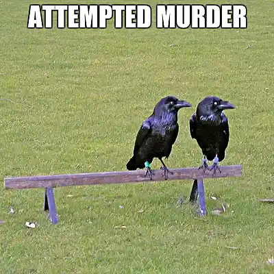 Picture for song 'Attempted Murder' by artist 'GHW'