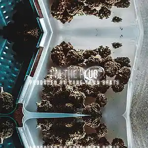 Picture for song 'I'm The Plug' by artist 'Kane Town Beats'
