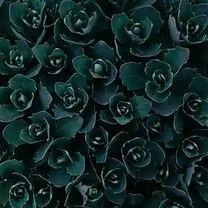 Picture for song 'Bury Another (Griselda Type Beat)' by artist 'Lufivu'