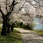 Picture for song 'Spring arrived in full glory' by artist 'TomaS BocaN'