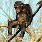 Picture for song 'TRIANGLES' by artist '1 Million Monkeys'