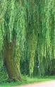 Picture for song 'Willow Weeping' by artist '333maxwell'